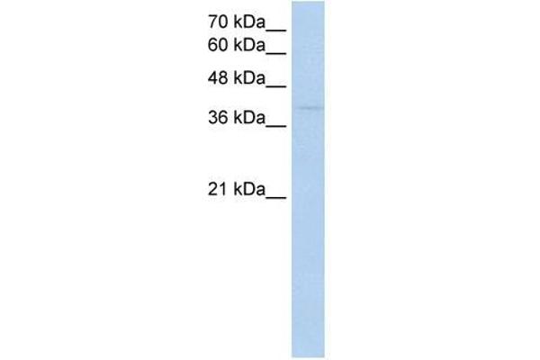 RNF165 Antikörper  (Middle Region)