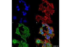 Immunocytochemistry/Immunofluorescence analysis using Mouse Anti-GFAP Monoclonal Antibody, Clone S206A-8 . (GFAP Antikörper  (AA 411-422) (PE))