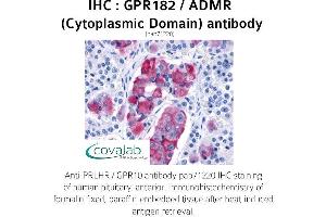 Image no. 1 for anti-G Protein-Coupled Receptor 182 (GPR182) (3rd Cytoplasmic Domain) antibody (ABIN1735011) (G Protein-Coupled Receptor 182 Antikörper  (3rd Cytoplasmic Domain))