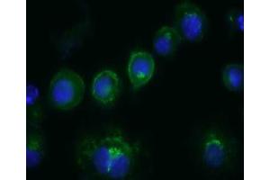 100000 RAW264. (Monocyte, Macrophage Marker Antikörper (FITC))