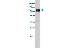 HDAC7A monoclonal antibody (M01), clone 2B11-1C1 Western Blot analysis of HDAC7A expression in K-562 . (HDAC7 Antikörper  (AA 1-276))