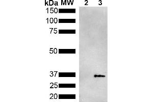 Western Blot analysis of Pseudomonas aeruginosa Metallothionein (PmtA) GST tagged showing detection of 36 kDa Metallothionein protein using Mouse Anti-Metallothionein Monoclonal Antibody, Clone 2B5 (ABIN5650669). (Metallothionein Antikörper)