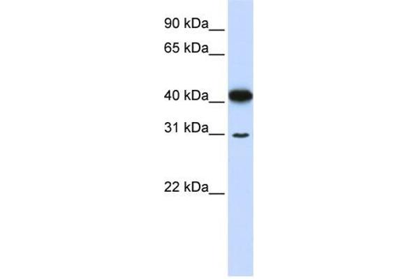 OVOL2 Antikörper  (N-Term)