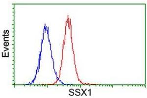 Image no. 2 for anti-Synovial Sarcoma, X Breakpoint 1 (SSX1) antibody (ABIN1501160) (SSX1 Antikörper)