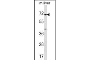 CPNE6 Antibody (N-term) (ABIN1539048 and ABIN2848604) western blot analysis in mouse liver tissue lysates (35 μg/lane). (CPNE6 Antikörper  (N-Term))