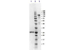 SDS-PAGE results of Goat F(ab')2 Anti-MOUSE IgG Antibody Min X human serum proteins. (Ziege anti-Maus IgG (Heavy & Light Chain) Antikörper - Preadsorbed)