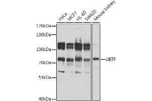 Western blot analysis of extracts of various cell lines, using UBTF antibody  at 1:1000 dilution. (UBTF Antikörper  (AA 200-440))