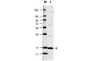 Image no. 1 for anti-Interleukin 17A (IL17A) antibody (ABIN1102458) (Interleukin 17a Antikörper)