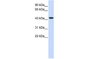 BACE1 antibody used at 1 ug/ml to detect target protein. (BACE1 Antikörper  (N-Term))