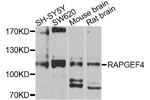 Western blot analysis of extracts of various cell lines, using RAPGEF4 antibody (ABIN5972539) at 1/1000 dilution. (RAPGEF4 Antikörper)