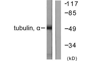 Western blot analysis of extracts from NIH/3T3 cells, using Tubulin alpha antibody. (alpha Tubulin Antikörper  (C-Term))