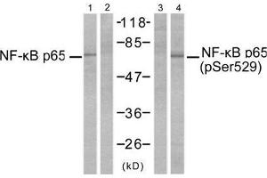 Western blot analysis of extracts from MDA-MB-231 cells, untreated or treated with TNF-α (20ng/ml, 10min) using NF-κB p65 (Ab-529) antibody (E021210, Line 1 and 2) and NF-κB p65 (phospho-Ser529) antibody (E011217, Line 3 and 4). (NF-kB p65 Antikörper  (pSer529))