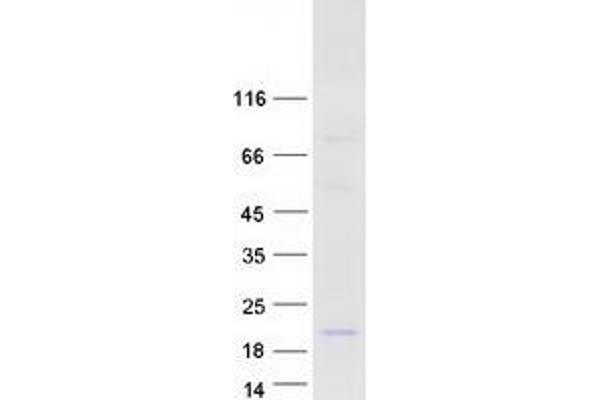 DEFB118 Protein (Myc-DYKDDDDK Tag)