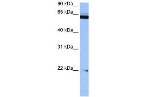 C14ORF174 antibody used at 0. (C14orf174 Antikörper  (N-Term))