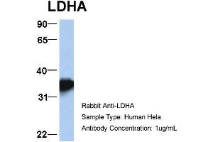 Host: Rabbit Target Name: LDHA Sample Type: Hela Antibody Dilution: 1. (Lactate Dehydrogenase A Antikörper  (Middle Region))