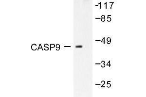 Image no. 1 for anti-Caspase 9, Apoptosis-Related Cysteine Peptidase (CASP9) antibody (ABIN271876) (Caspase 9 Antikörper)