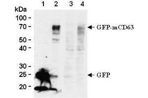 Western blot analysis of mouse CD63 expression in GFP-tagged mouse CD63 transfected 293T (2, 4) and GFP transfected 293T (1, 3) using anti-GFP antibody (clone 1E4, lane 1 and 2) or anti-mouse CD63 (clone R5G2, lane 3 and 4, AM26556AF-N). (CD63 Antikörper)