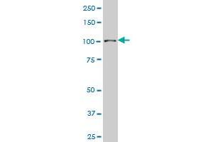 SP3 monoclonal antibody (M08), clone 2F6. (Sp3 Antikörper  (AA 287-430))