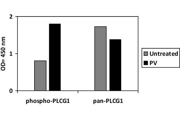 Phospholipase C gamma 1 ELISA Kit