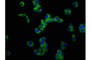 Immunofluorescence staining of HepG2 cells with ABIN7161093 at 1:100, counter-stained with DAPI. (SLC11A2 Antikörper  (AA 1-69))