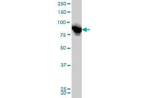 Western Blotting (WB) image for anti-Leucine Zipper-EF-Hand Containing Transmembrane Protein 1 (LETM1) (AA 601-708) antibody (ABIN561659)