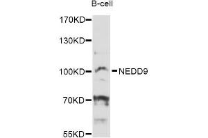 Western blot analysis of extracts of B-cell cells, using NEDD9 Antibody (ABIN5998318) at 1:3000 dilution. (NEDD9 Antikörper)