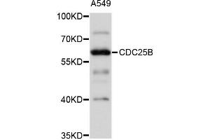 Western blot analysis of extracts of A-549 cells, using CDC25B antibody (ABIN4903213) at 1:1000 dilution. (CDC25B Antikörper)