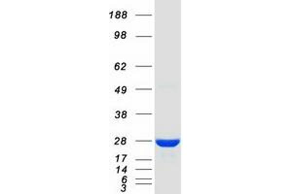 KCTD5 Protein (Myc-DYKDDDDK Tag)