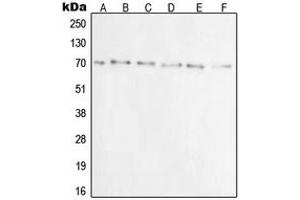 Western blot analysis of Ku70 expression in A549 (A), A431 (B), C32 (C), HeLa (D), Jurkat (E), COS7 (F) whole cell lysates. (XRCC6 Antikörper  (N-Term))