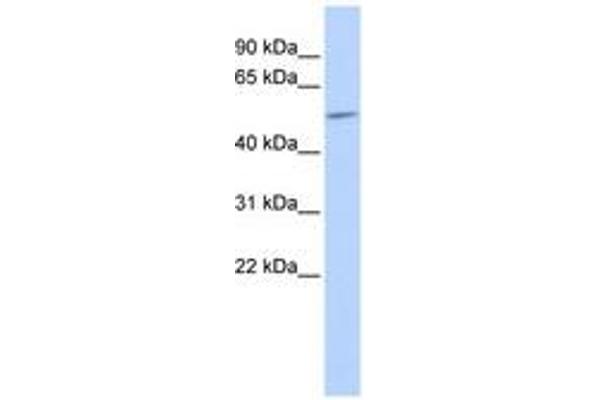 GJA9 Antikörper  (AA 395-444)