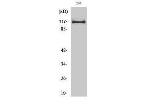 Western Blotting (WB) image for anti-Ubiquitin Specific Peptidase 38 (USP38) (Internal Region) antibody (ABIN3187433) (USP38 Antikörper  (Internal Region))