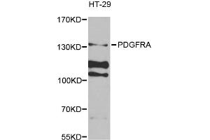 Western blot analysis of extracts of HT-29 cells, using PDGFRA antibody (ABIN1874075) at 1:1000 dilution. (PDGFRA Antikörper)
