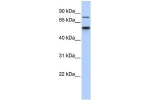 WB Suggested Anti-Csnk1g1 Antibody Titration:  0. (CSNK1G1 Antikörper  (Middle Region))