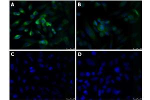 Immunofluorescence Microscopy of Rabbit anti-KLF4 antibody Immunofluorescence Microscopy of Rabbit anti-KLF4 antibody. (KLF4 Antikörper  (N-Term))