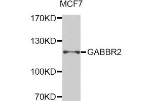 Western blot analysis of extracts of MCF-7 cells, using GABBR2 antibody (ABIN5975417) at 1/1000 dilution. (GABBR2 Antikörper)