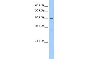 WB Suggested Anti-PNPLA5 Antibody Titration:  2. (PNPLA5 Antikörper  (N-Term))