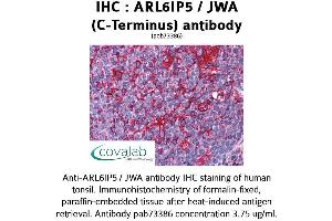 Image no. 2 for anti-ADP-Ribosylation-Like Factor 6 Interacting Protein 5 (Arl6ip5) (C-Term) antibody (ABIN1731951) (ARL6IP5 Antikörper  (C-Term))