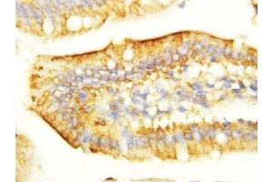 IHC-P: EGF antibody testing of mouse intestine tissue (EGF Antikörper  (C-Term))