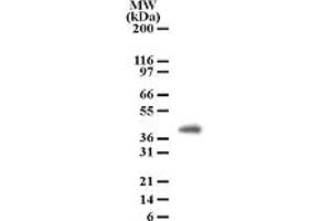 Image no. 1 for anti-Peptidoglycan Recognition Protein 4 (PGLYRP4) (AA 95-110) antibody (ABIN208152) (PGLYRP4 Antikörper  (AA 95-110))