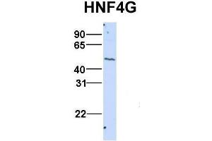 Host:  Rabbit  Target Name:  HNF4G  Sample Type:  HepG2  Antibody Dilution:  1. (HNF4 gamma Antikörper  (N-Term))