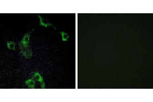 Peptide - +Immunofluorescence analysis of COS-7 cells, using CIDEB antibody. (CIDEB Antikörper  (Internal Region))