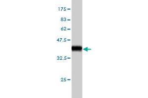 Western Blotting (WB) image for anti-TEA Domain Family Member 4 (TEAD4) (AA 151-260) antibody (ABIN563135)