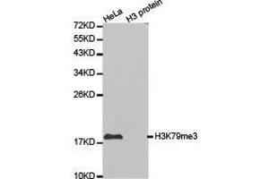 Western Blotting (WB) image for anti-Histone 3 (H3) (H3K79me3) antibody (ABIN1873008) (Histone 3 Antikörper  (H3K79me3))