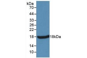 Detection of Recombinant TNFa, Simian using Monoclonal Antibody to Tumor Necrosis Factor Alpha (TNFa) (TNF alpha Antikörper  (AA 77-197))