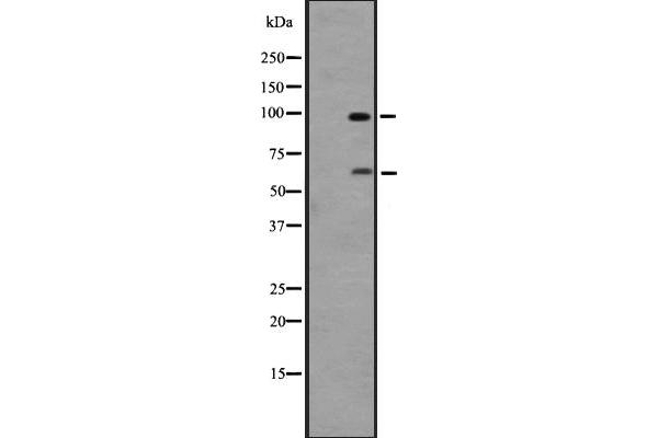 G Protein-Coupled Receptor 133 Antikörper  (Internal Region)