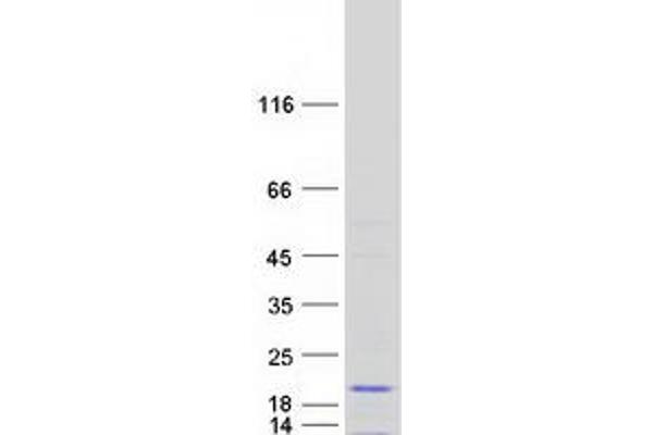 LECT2 Protein (Myc-DYKDDDDK Tag)