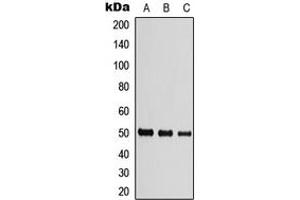 Western blot analysis of Beta-tubulin expression in HEK293T (A), Raw264. (TUBB Antikörper  (Center))
