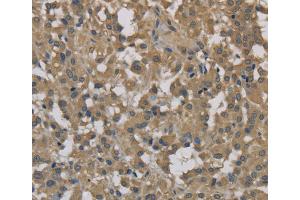 Immunohistochemistry (IHC) image for anti-Dynactin 3 (p22) (Dctn3) antibody (ABIN2423285) (DCTN3 Antikörper)