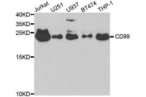 Western blot analysis of extracts of various cell lines, using CD99 antibody. (CD99 Antikörper  (AA 23-185))