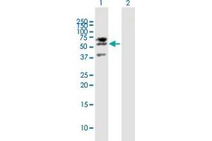 Western Blot analysis of LIPG expression in transfected 293T cell line by LIPG MaxPab polyclonal antibody. (LIPG Antikörper  (AA 1-500))